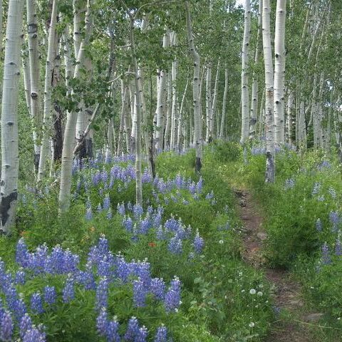 Crested Butte Land Trust [please use picture by Beth Carter Woods Walk 